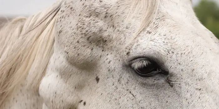 Equine Melanoma