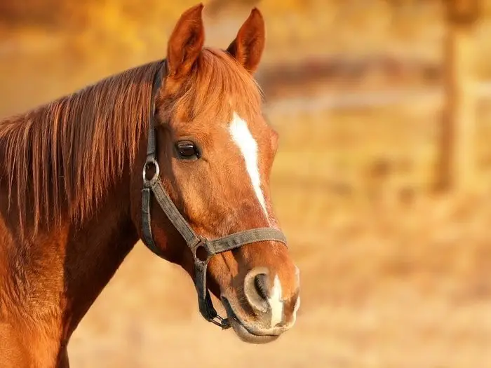 Equine Viral Arteritis