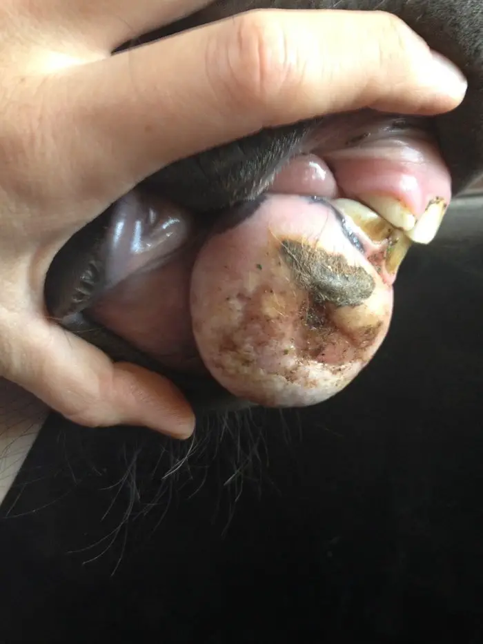 Fibroma in Horses