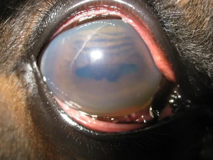 Formation of Cataract in Horse eye