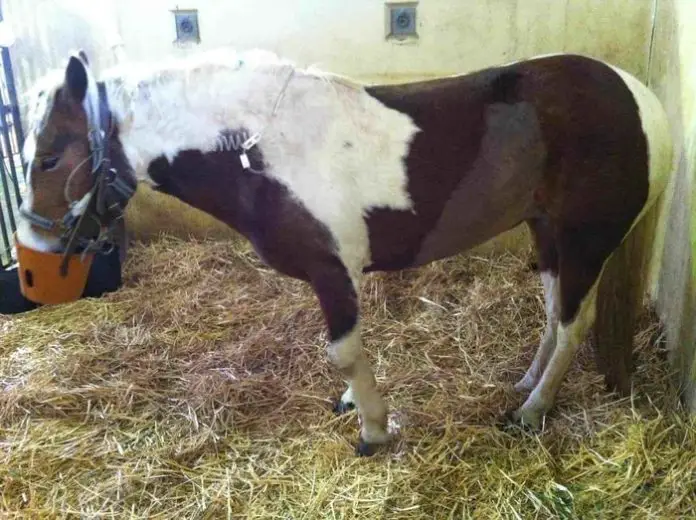 Grass Sickness in Horses