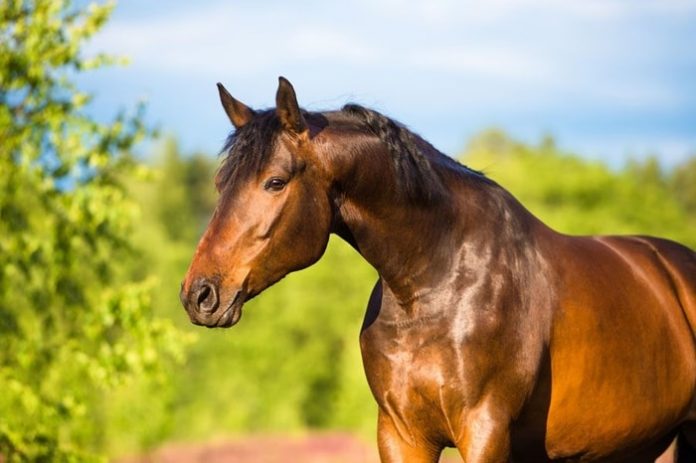 Horse Skin Diseases