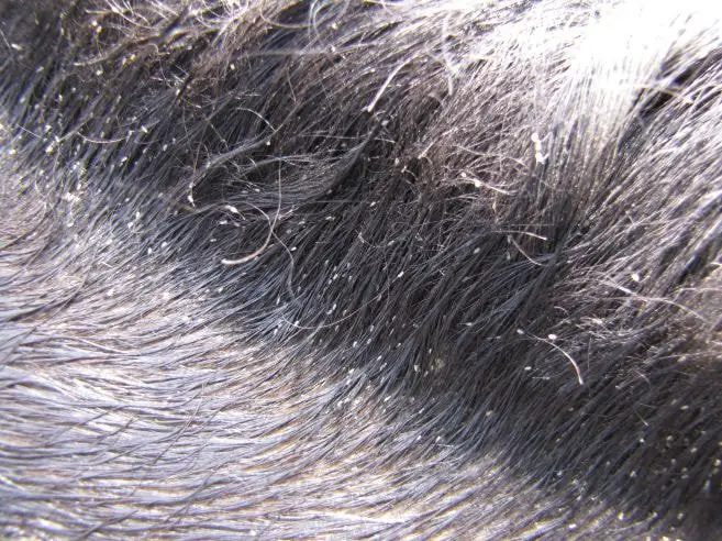 Lice Infestation in Horse