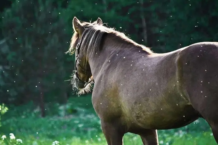 Mosquito Bites in Horse