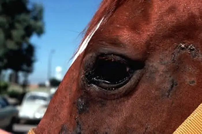 Onchocercal Dermatitis in Horses
