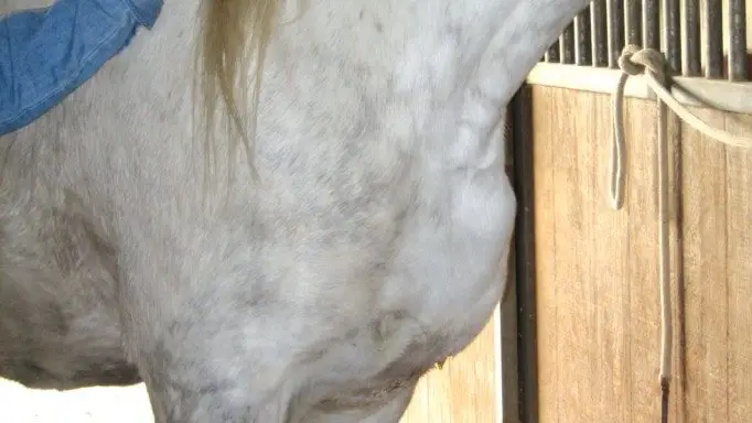 Pigeon Fever in Horses