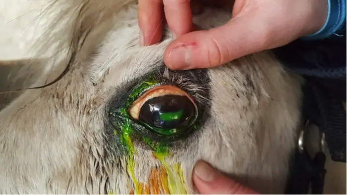 Recurrent Uveitis in Horse