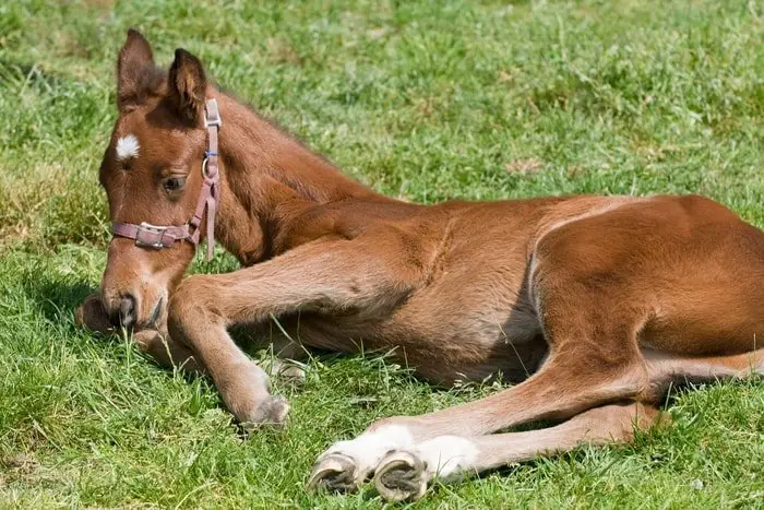 Spider Bite in Horses