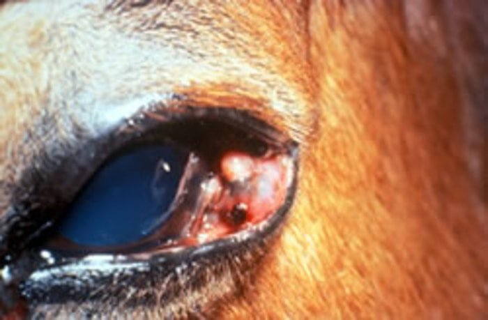 Squamous Cell Carcinoma in Horses