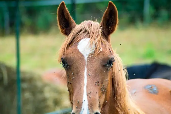 Stable Fly