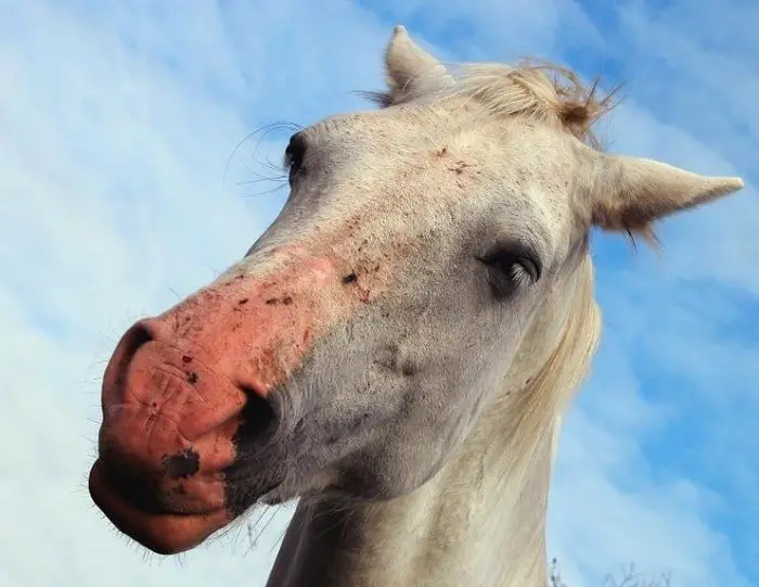 Sunburn in Horses