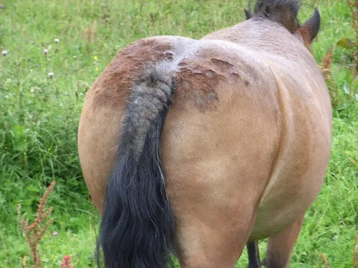 Tail Itch in Horses