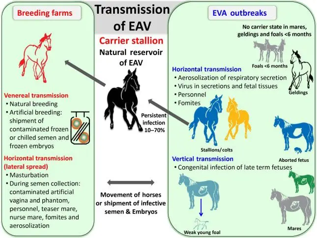 Transmission of EVA