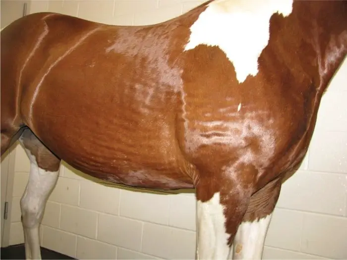 Urticaria in Horses
