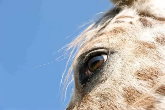 Uveitis in Horse