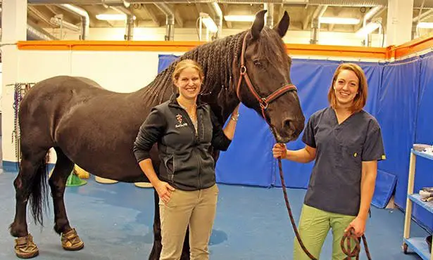 Canker in Horse