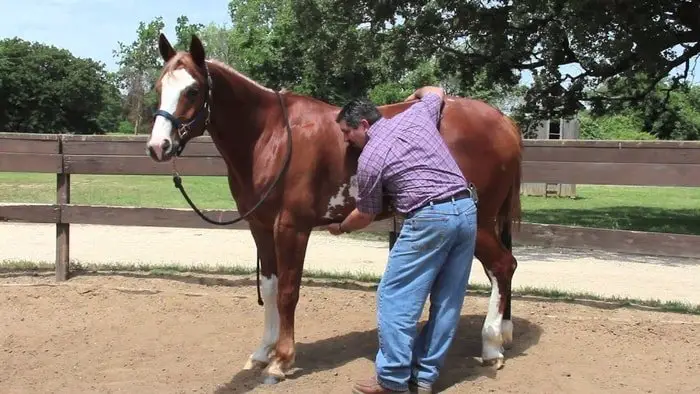 Diagnosis of Ulcer in Horses