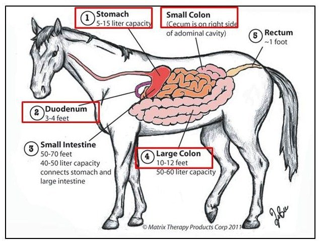 Equine Ulcer Location
