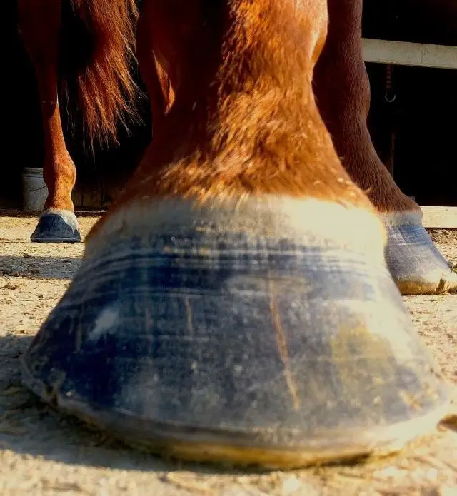 Healthy Hoof Wall of Horse