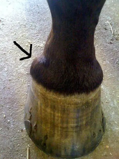 Horse Hoof in Sidebone