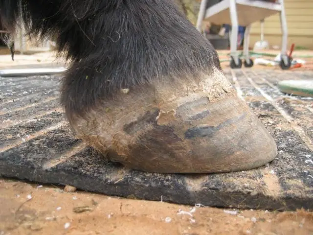 Position of Horse Hoof