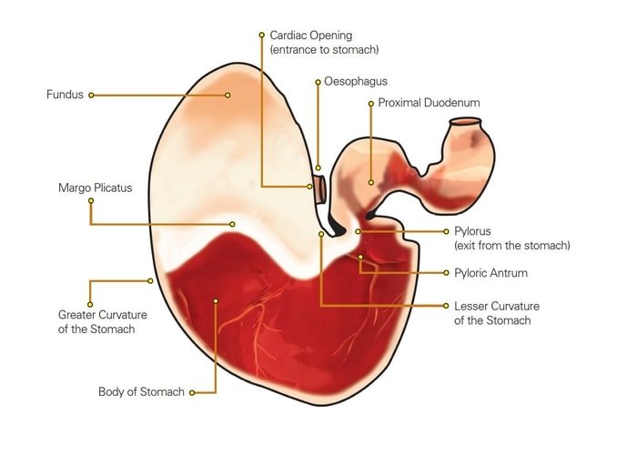 Stomach of horse