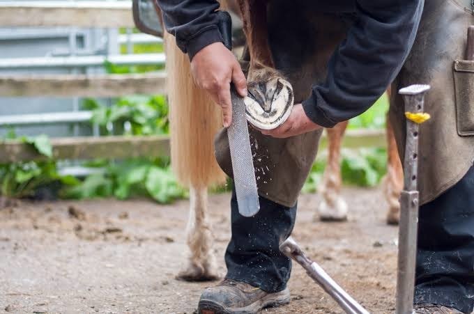 Treatment of Canker-Trimming of Horse Hoof
