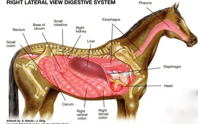 Ulcer in Horses