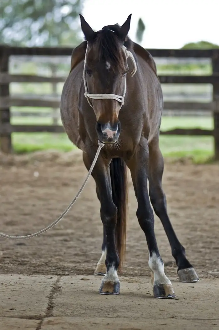 Abnormal Gait of Horse