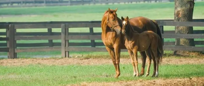 Backyard Breeding of Horse