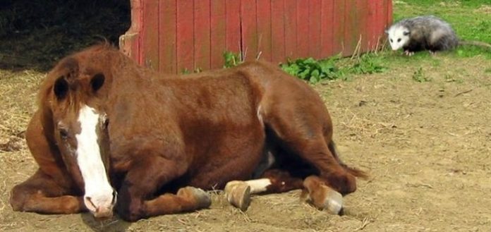 EPM in Horses