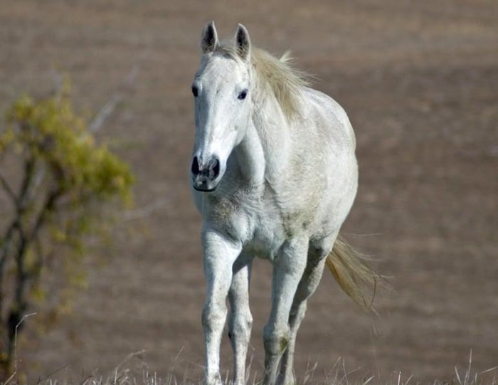 Equine Diarrhoea