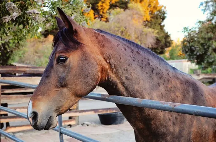 Equine Skin Diseases