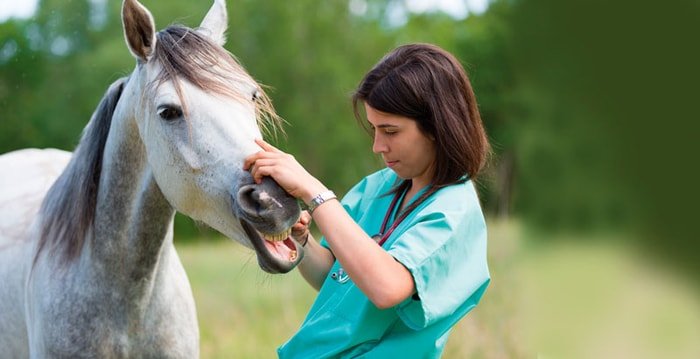Equine Teeth and Dental Problems