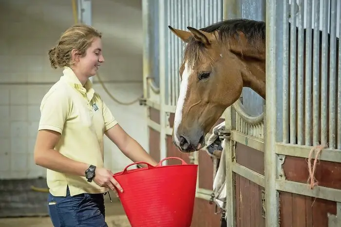 Feeding of Horse