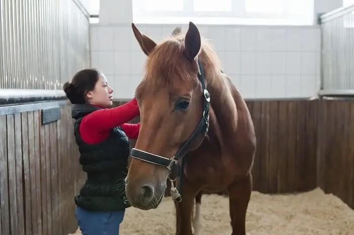 Grooming of Horse