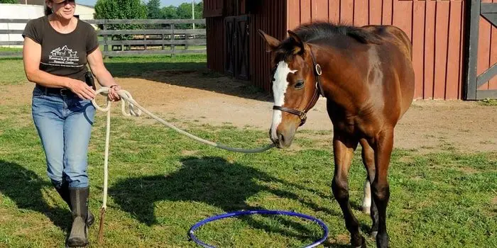 Handling of Horse