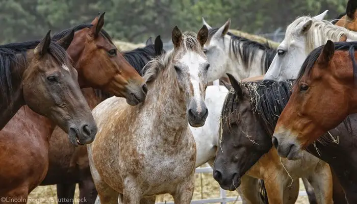 Hoarding of Horse