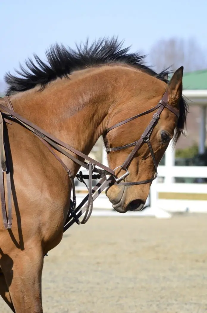 Horse Abuse
