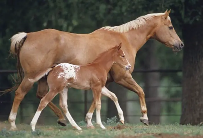 Horse Breeding