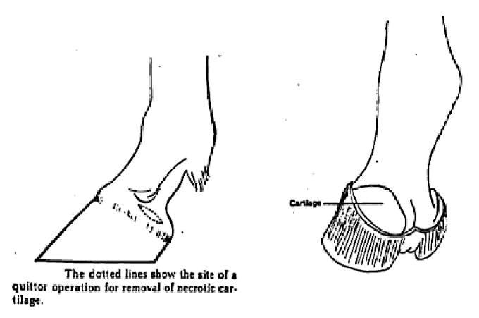 Horse Hoof Conformation