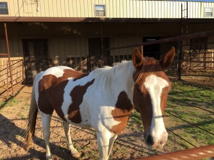 Horse Paddock