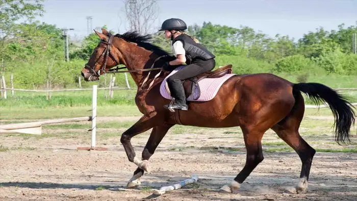 Horse Riding