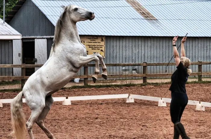 Horse Training