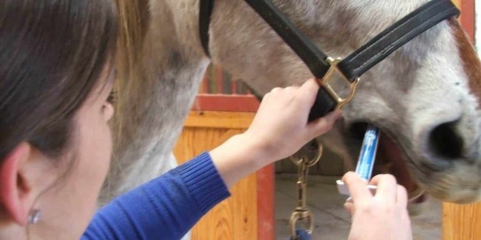 Horse Worm Treatment