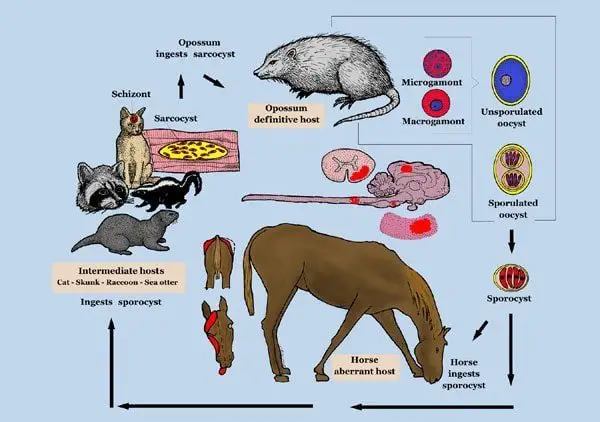 How horse get EPM