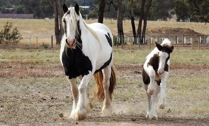 Hyperlipemia in Foal