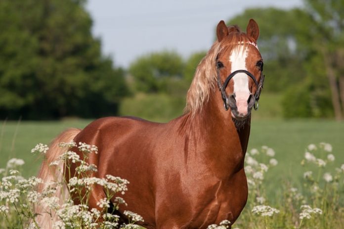 Morgan Horse