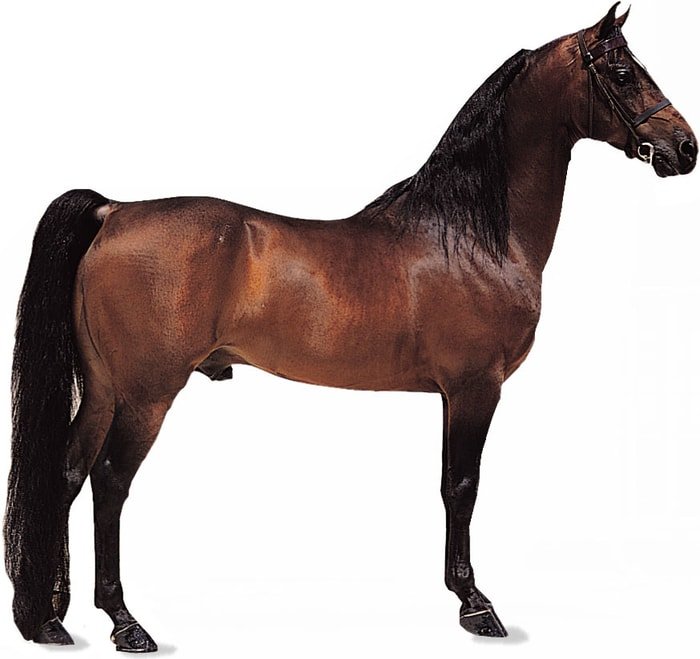 Size and Shape of Morgan Horse
