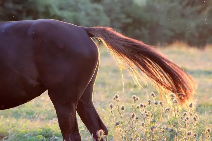 Tail Blocking of Horse